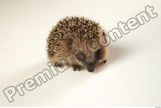 Hedgehog - Erinaceus europaeus  0020